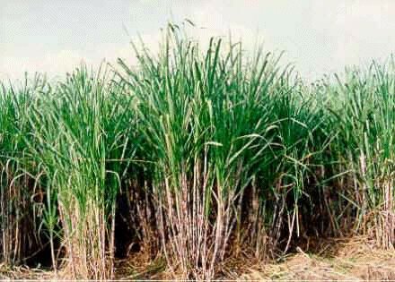 Variedades en desarrollo